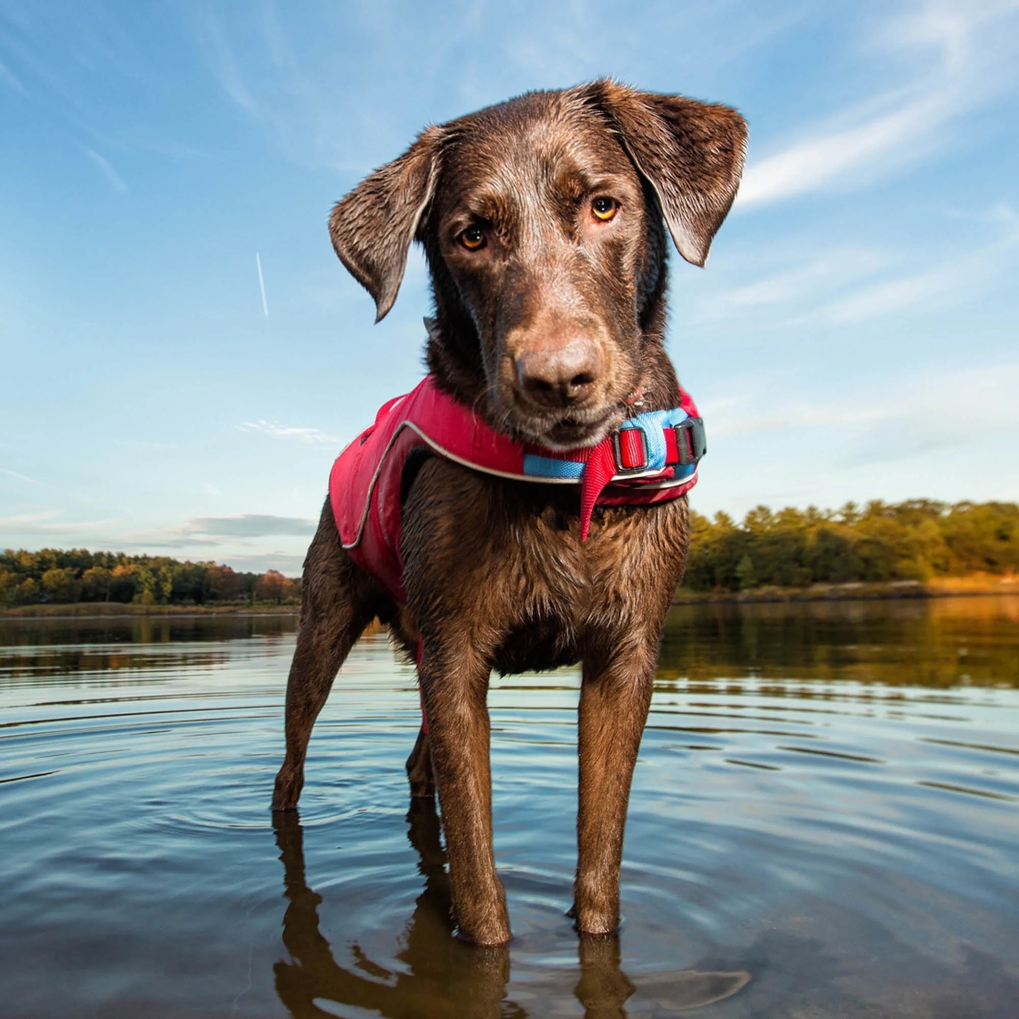 Chili Red Reflective Dog Life Jacket (Medium) E96869