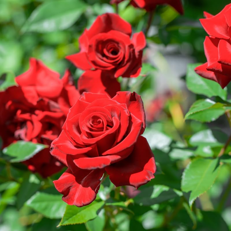 Red Climbing Rose Bush Live Starter Plant Y6045