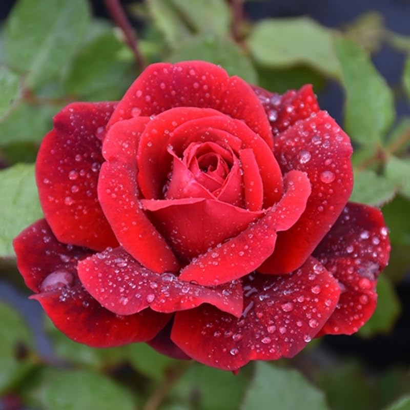 Red Climbing Rose Bush Live Starter Plant Y6045
