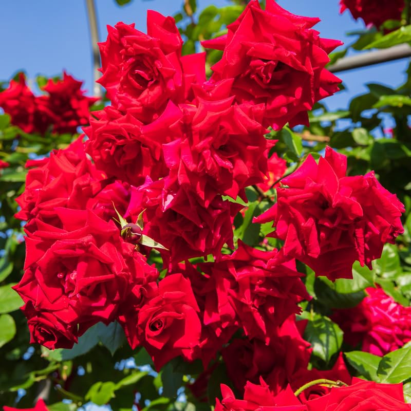 Red Climbing Rose Bush Live Starter Plant Y6045