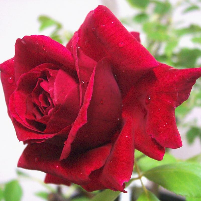 Red Climbing Rose Bush Live Starter Plant Y6045
