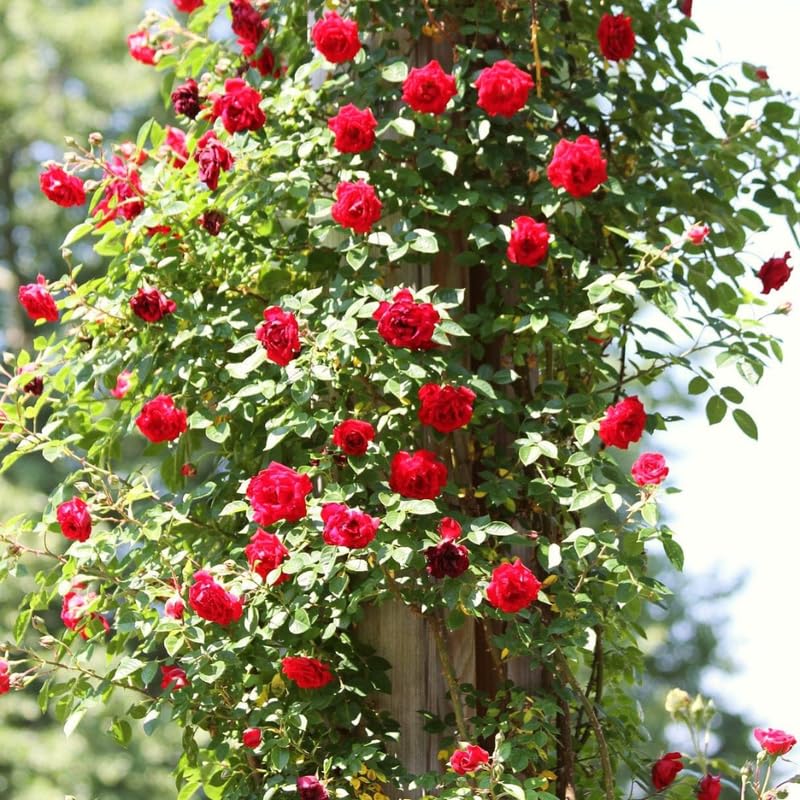 Red Climbing Rose Bush Live Starter Plant Y6045