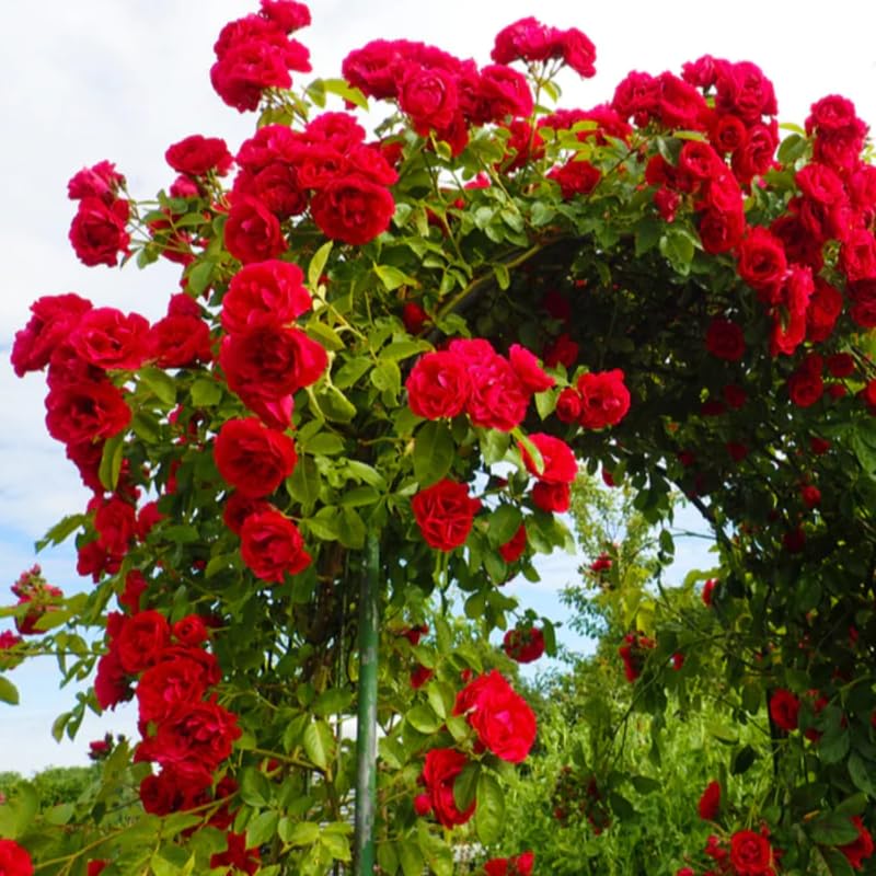 Red Climbing Rose Bush Live Starter Plant Y6045