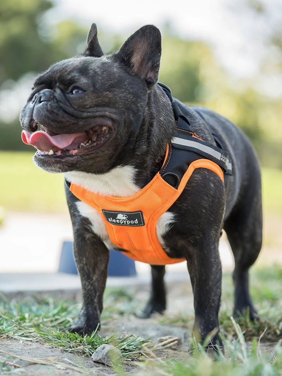 Large Black Dog Car Harness R17139