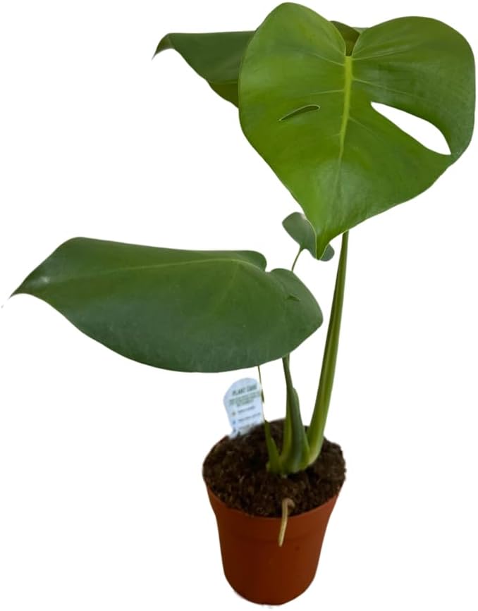 Monstera deliciosa Live Indoor House Plant, 5" Pot, Plants Over 17" Tall D9899