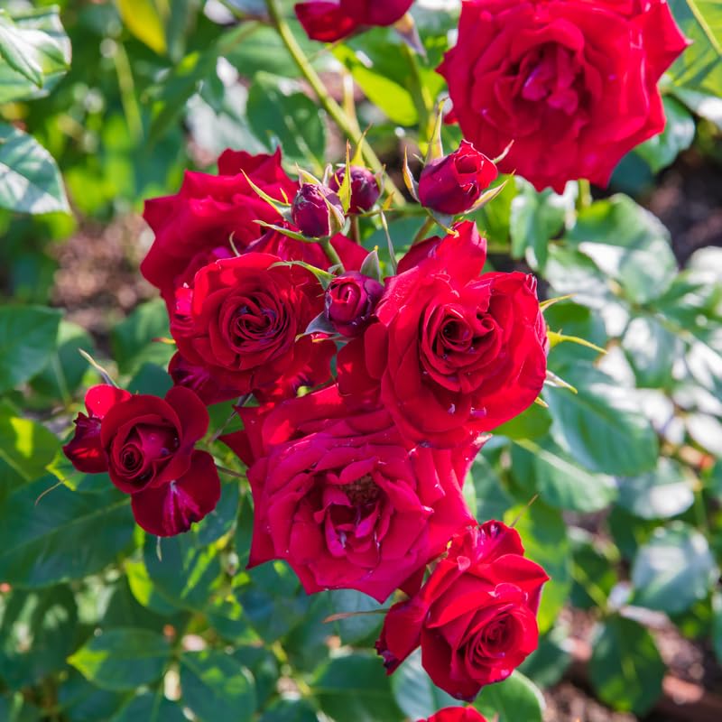 Red Climbing Rose Bush Live Starter Plant Y6045