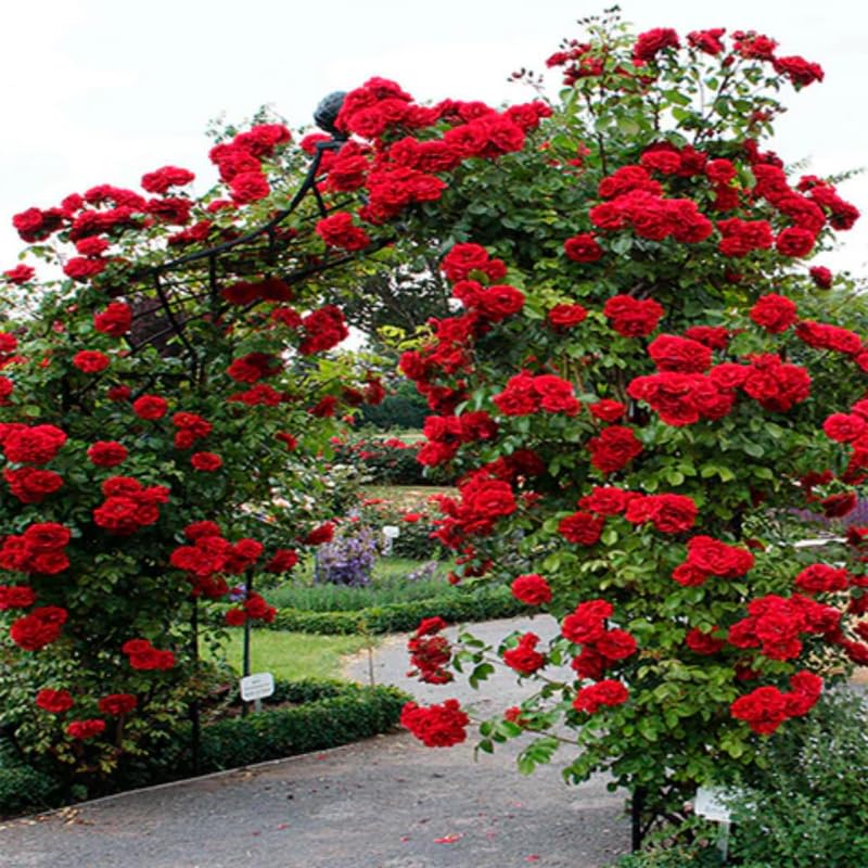 Red Climbing Rose Bush Live Starter Plant Y6045