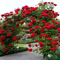 Red Climbing Rose Bush Live Starter Plant Y6045
