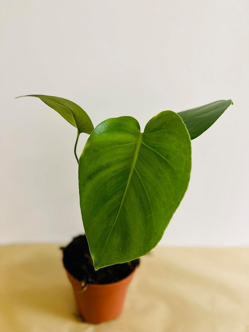 Monstera deliciosa Live Indoor House Plant, 5" Pot, Plants Over 17" Tall D9899