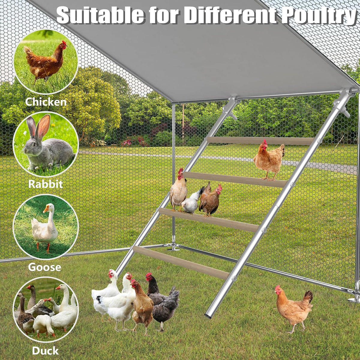 Large Metal Chicken Perch Ladder (55.9''L X 41.7'' W) L570544