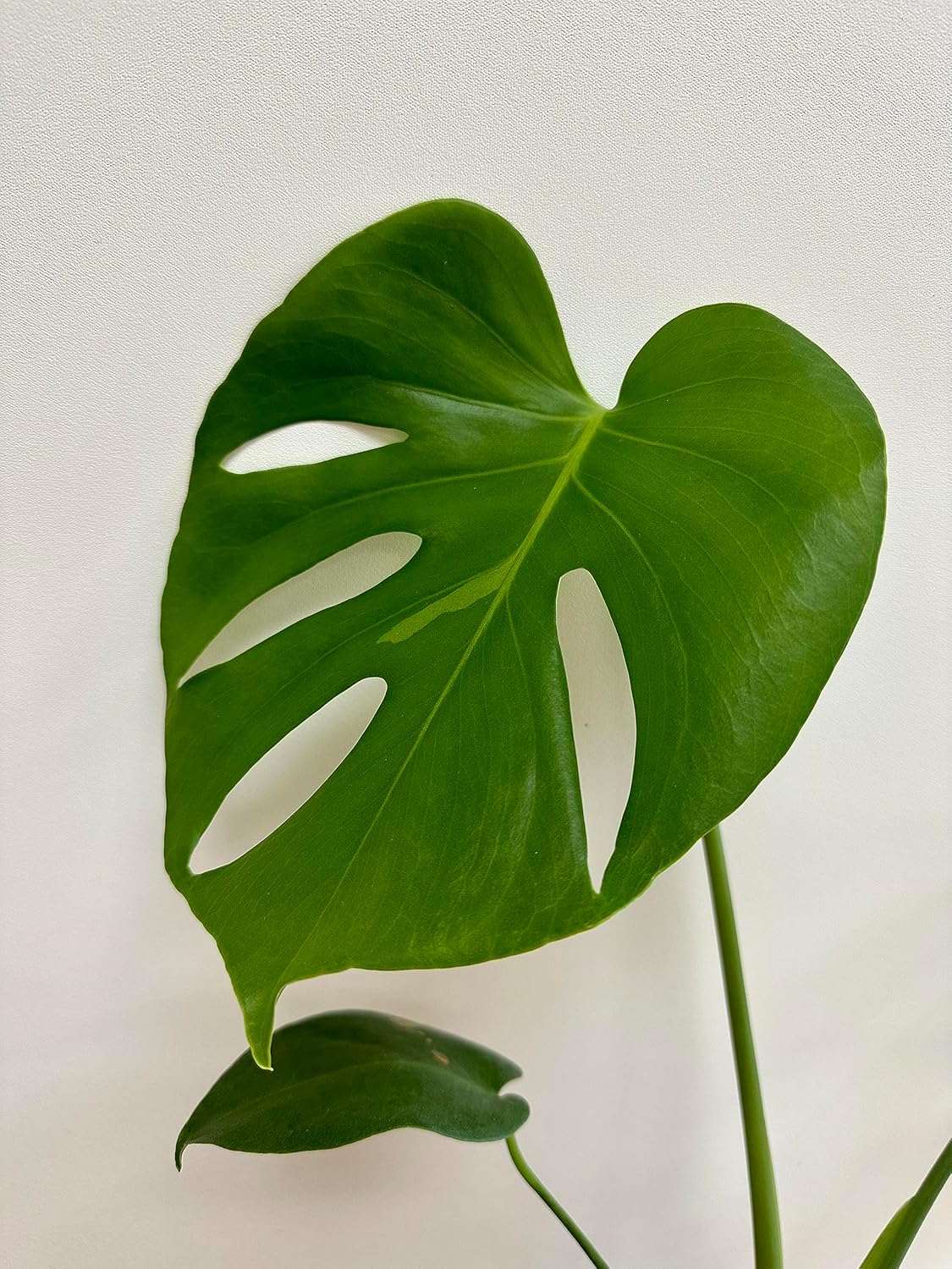 Monstera deliciosa Live Indoor House Plant, 5" Pot, Plants Over 17" Tall D9899