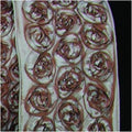 Blue Brown Bunch of Roses Wired Craft Ribbon 10 Yards J7224